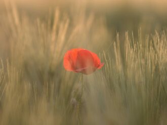 red petaled flower between grass