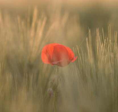 red petaled flower between grass